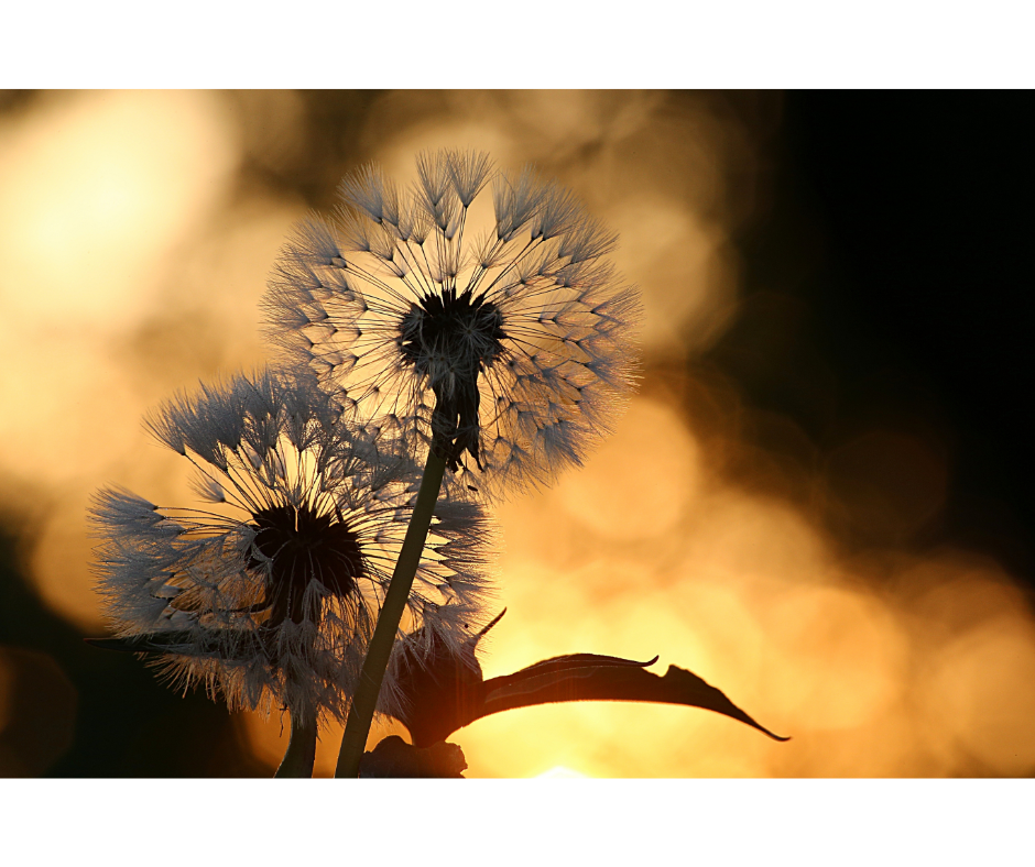 dandelions in the sunlight